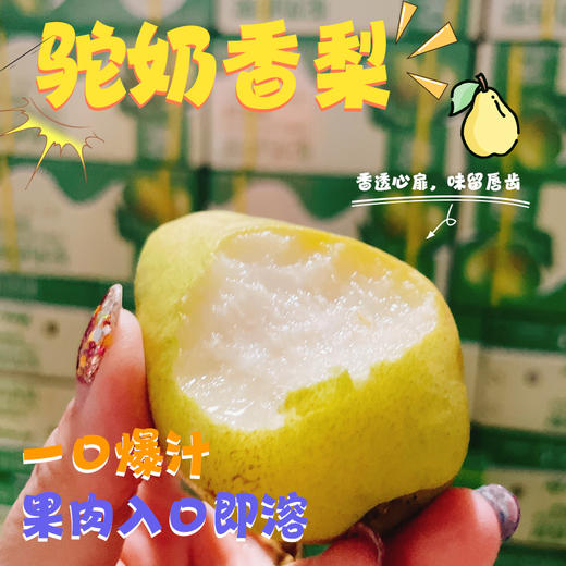 驼奶香梨 |水果 商品图0