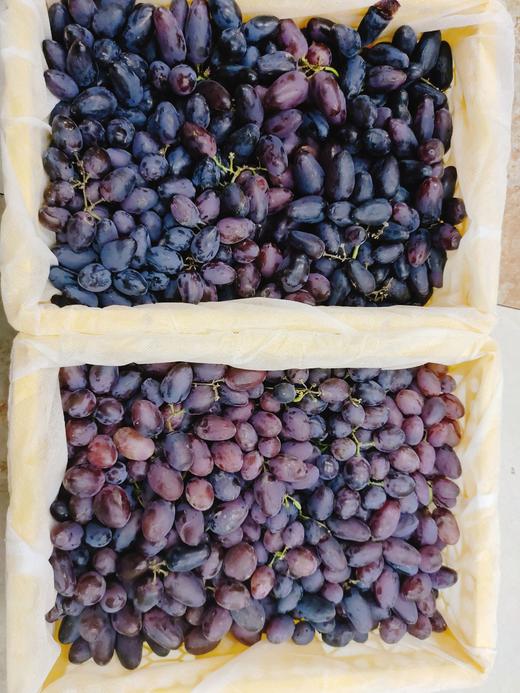 黑宝石红提一箱 商品图1