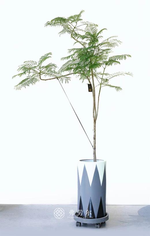 JT蓝花楹 商品图0