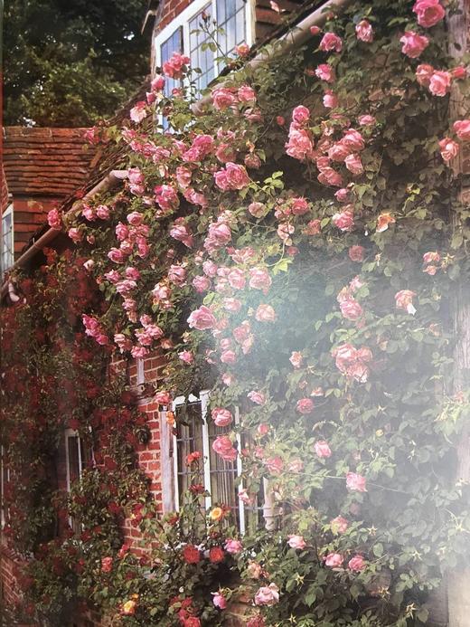 园艺全书 120余幅插图 精装大16开 商品图14