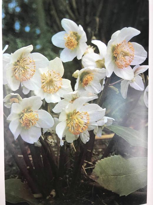 园艺全书 120余幅插图 精装大16开 商品图13