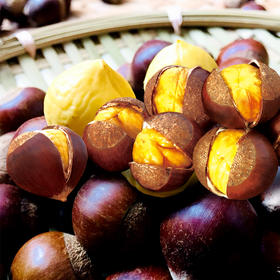 建瓯高山锥栗大果3斤装