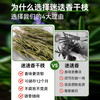 新鲜干迷迭香碎海盐黑胡椒欧芹碎大蒜盐牛排用烘焙百里香香料调料 商品缩略图2