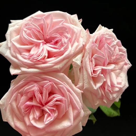 粉荔枝单头玫瑰丨A级花材 商品图3