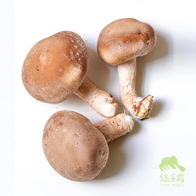 有机鲜香菇 |  Organic tea shitake