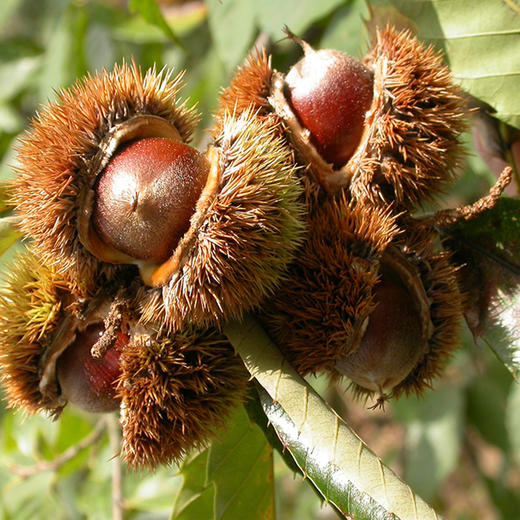 建瓯高山锥栗大果3斤装 商品图3