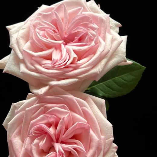 粉荔枝单头玫瑰丨A级花材 商品图2