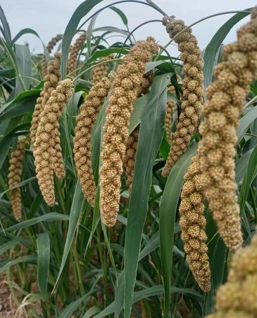 新小米｜2025年11月收 商品图4