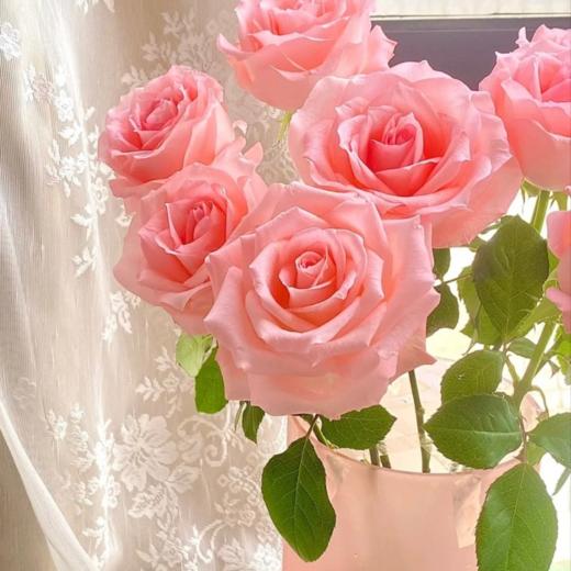 戴安娜单头玫瑰丨A级花材【单拍不发】 商品图3