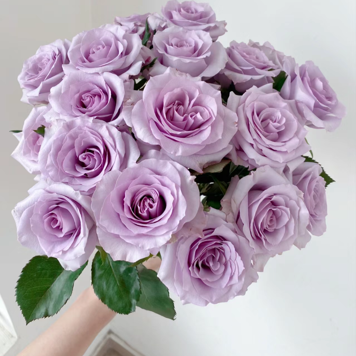 海洋之歌单头玫瑰丨A级花材