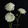 翠珠花白色丨草花 商品缩略图1
