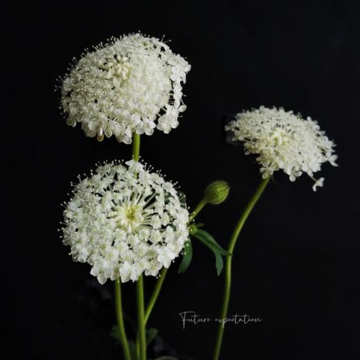 翠珠花白色丨草花 商品图1