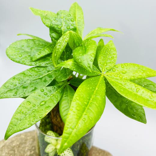 【绿植】礼物桌面懒人苔藓微景观生态瓶学生宿舍办公室懒人绿植解压diy 商品图9