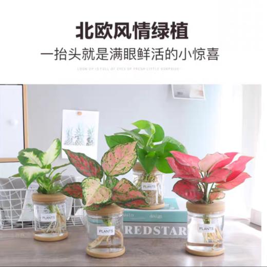 水培养植物卧室客厅懒人四季好养盆栽文竹绿萝四季红玻璃瓶水培养 商品图2