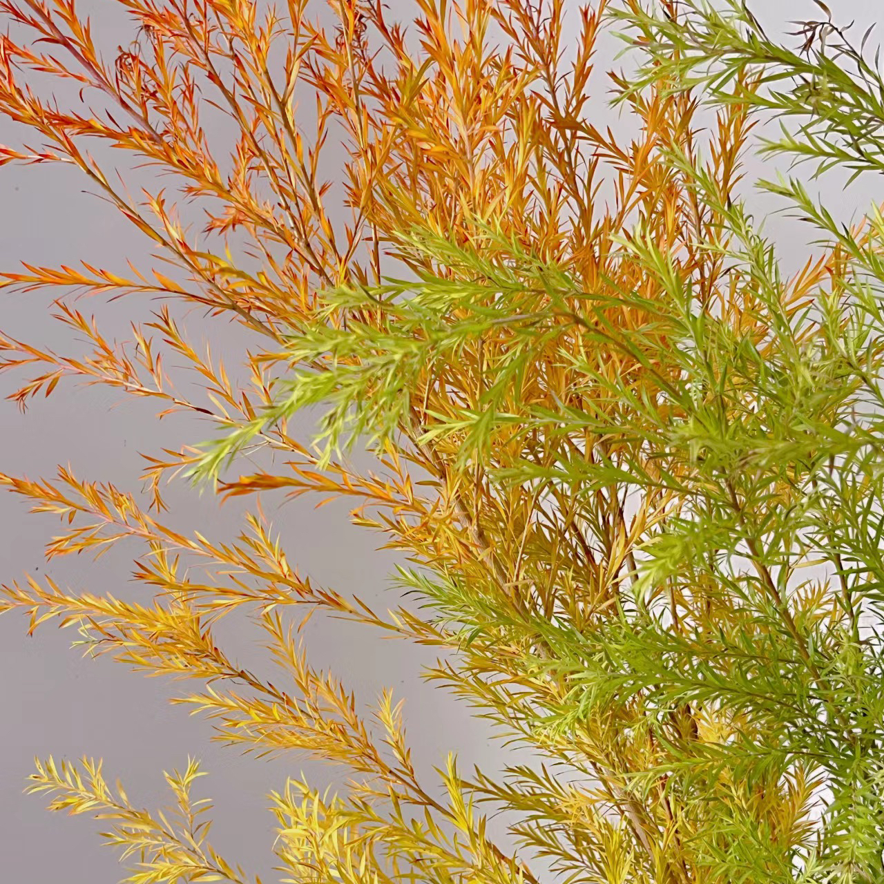 千层金橙色 丨叶材