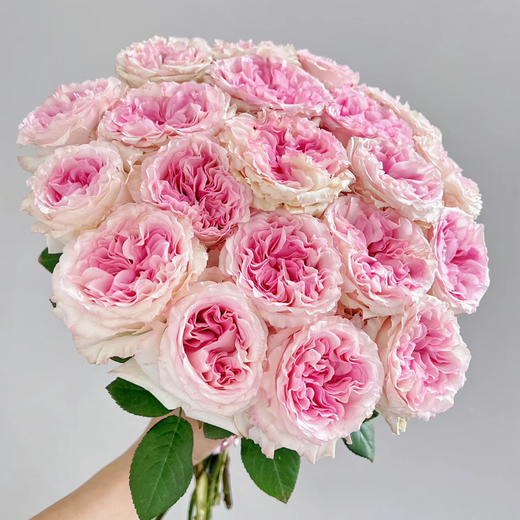 洛神单头玫瑰丨A级花材 商品图2