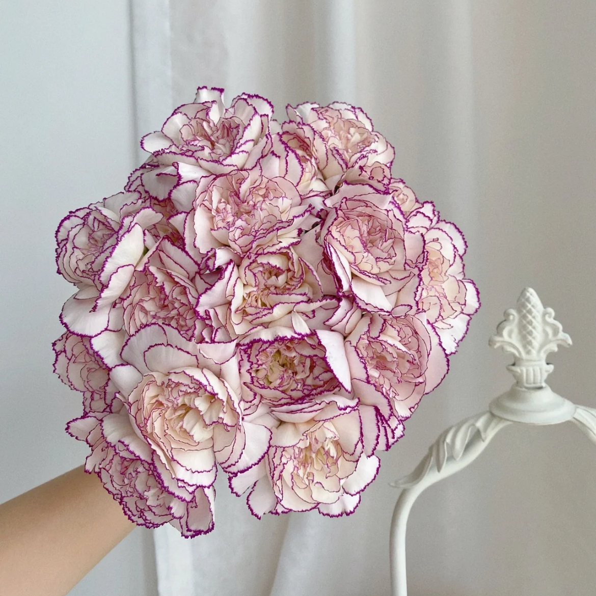 单头康乃馨丨紫精灵丨20支/扎