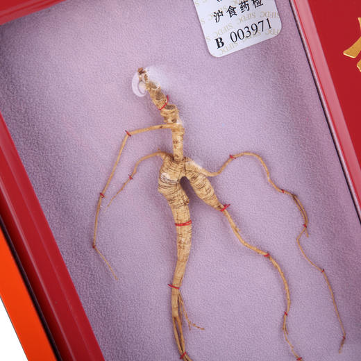 【正宗同仁堂品牌】北京同仁堂  人参 林下山参礼盒1.51-2.5g/A 整枝人参礼盒 泡酒 滋补礼品SY 商品图3