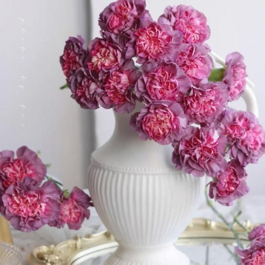 单头康乃馨丨野马丨20支/扎 商品图1