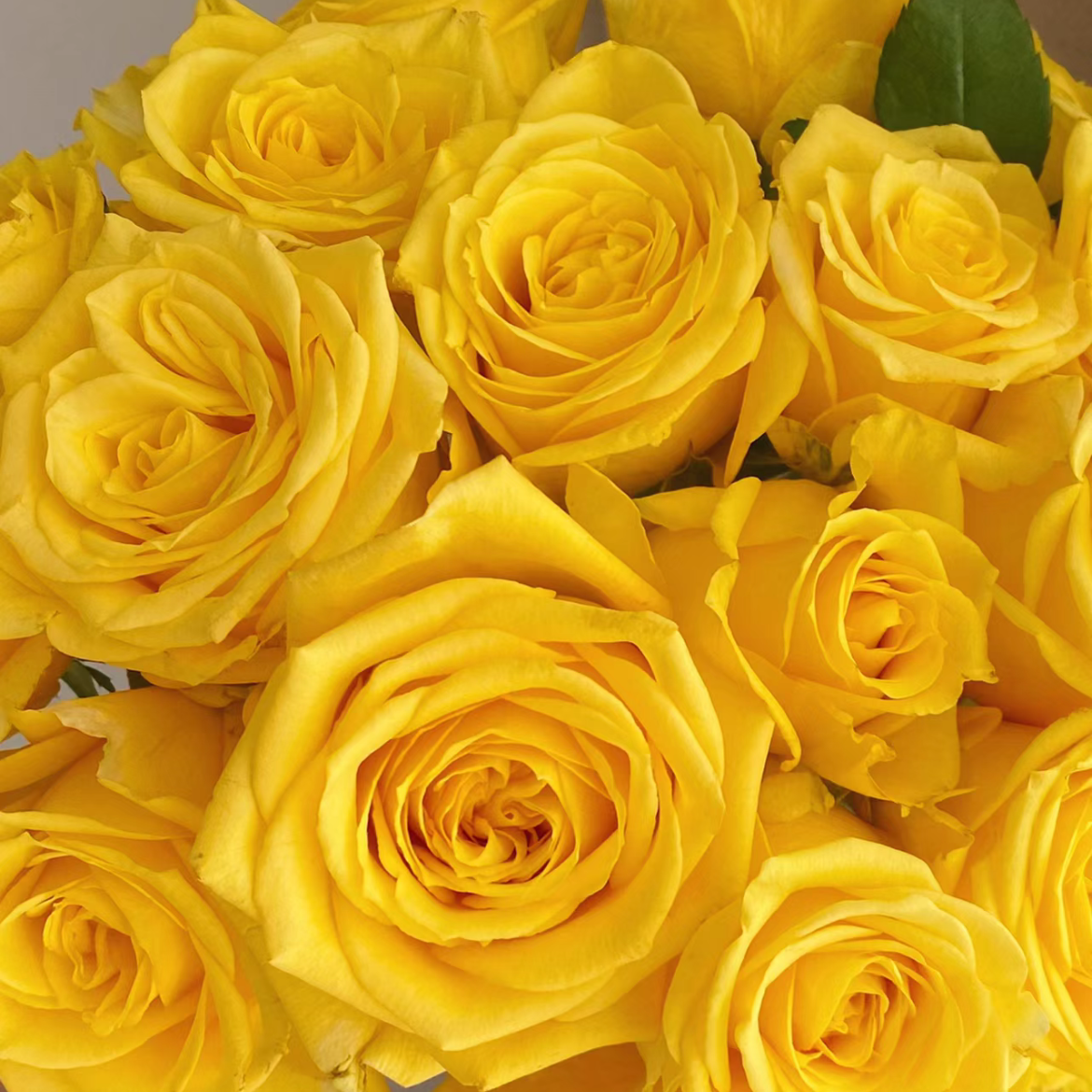 金枝玉叶单头玫瑰丨A级花材