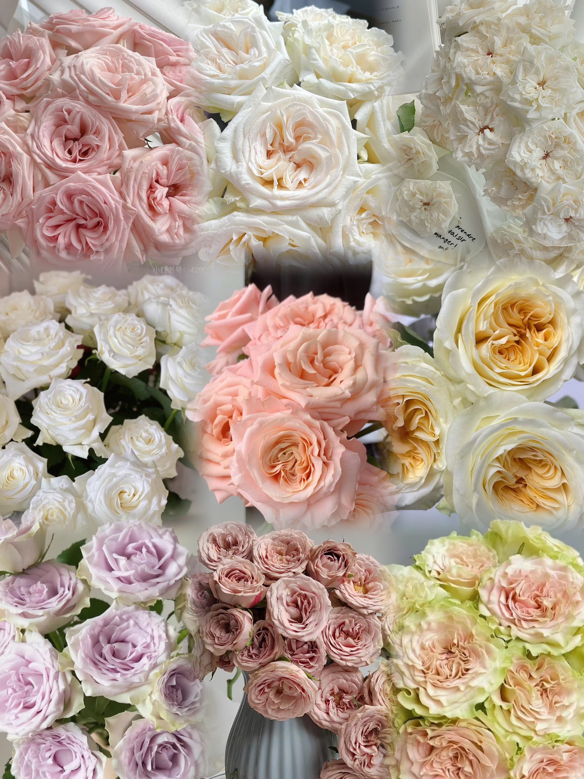 A级单头玫瑰丨20支【单拍不发】