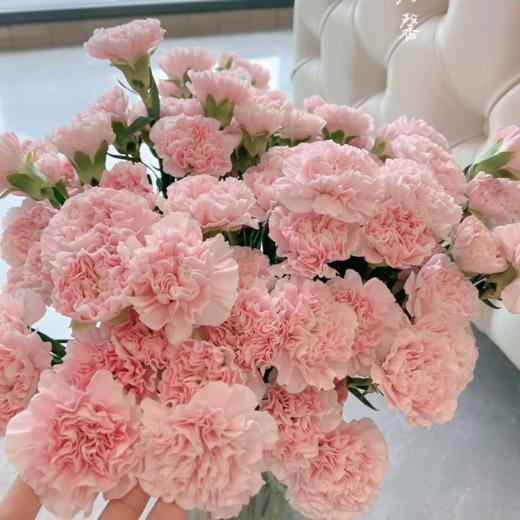 单头康乃馨丨粉佳人丨20支/扎 商品图1