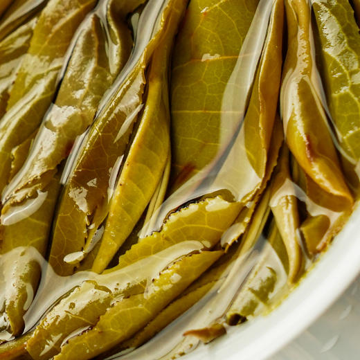 【万山之王】2023年班章产区特大树不输老班章茶王树的存在树龄千年以上，造班章荣耀，聚一山之荣成一茶之耀 商品图8