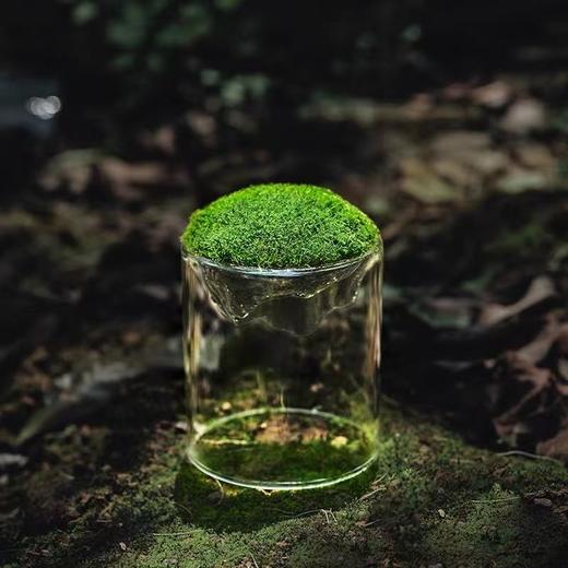 【绿植】礼物桌面懒人苔藓微景观生态瓶学生宿舍办公室懒人绿植解压diy 商品图2