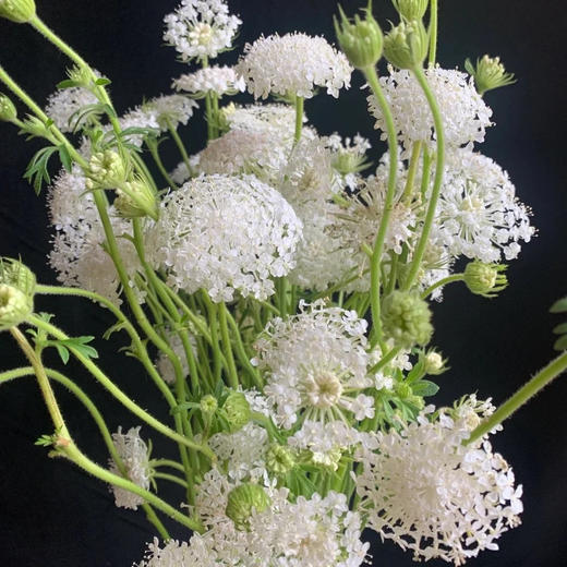 翠珠花白色丨草花 商品图3