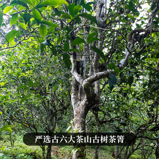 【马帮老票】2008年云南易武头春头采普洱茶生茶15年陈勐海干仓陈化，用茶之源致敬历史文化古六大茶山核心拼配 商品图5