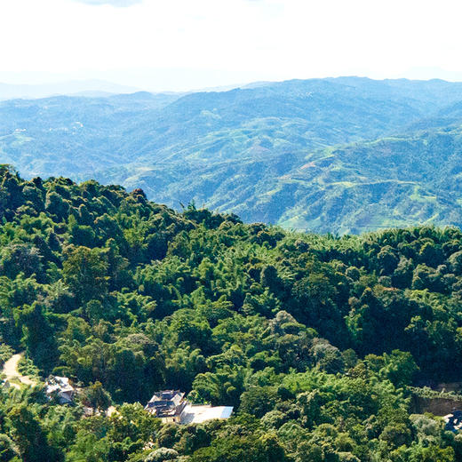 【马帮老票】2008年云南易武头春头采普洱茶生茶15年陈勐海干仓陈化，用茶之源致敬历史文化古六大茶山核心拼配 商品图7