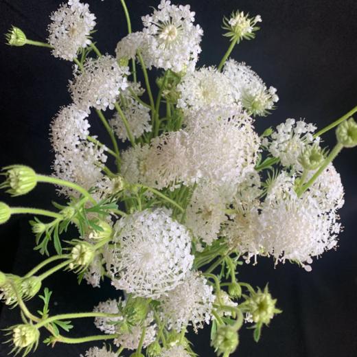 翠珠花白色丨草花 商品图0