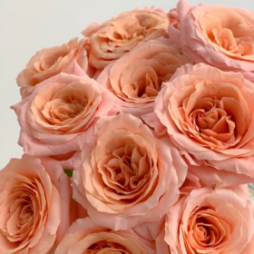 微光单头玫瑰丨A级花材｜单拍不发