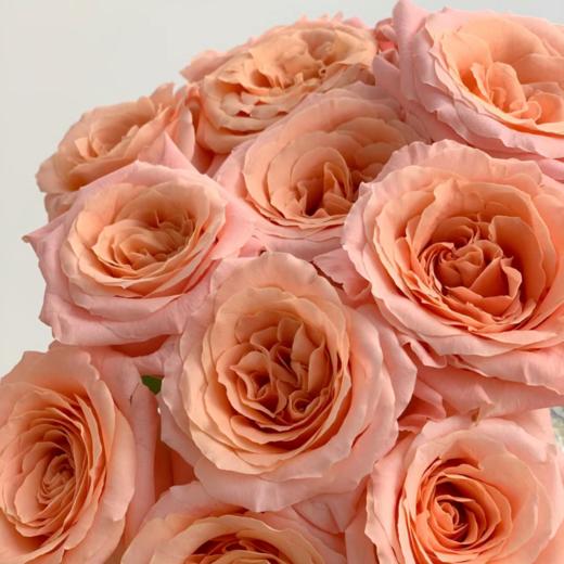 微光单头玫瑰丨A级花材｜单拍不发 商品图0