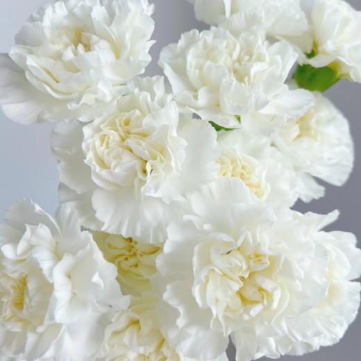 单头康乃馨丨雪影丨20支/扎 商品图4