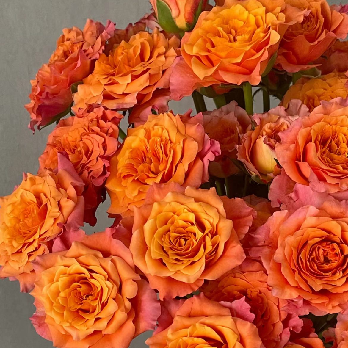 火灵鸟单头玫瑰丨A级花材