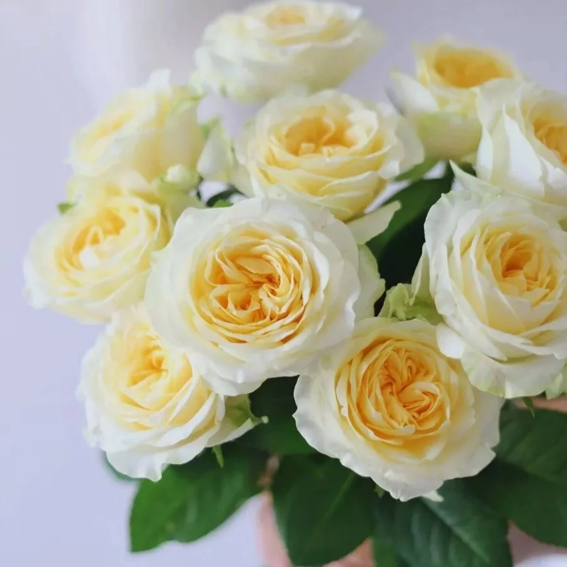 奶油杯单头玫瑰丨A级花材