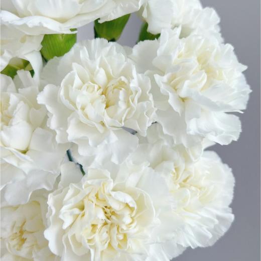 单头康乃馨丨雪影丨20支/扎 商品图0