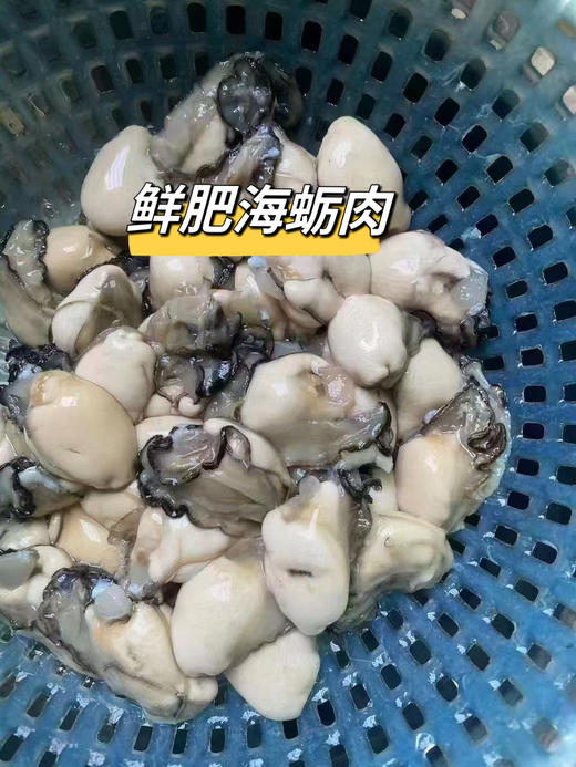 '活开海蛎肉~现挖现发，海中牛奶，补钙王 鲜甜营养！ 商品图3