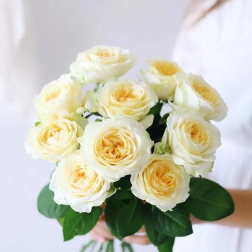 奶油杯单头玫瑰丨A级花材 商品图2