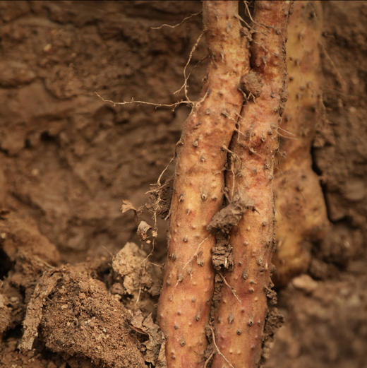 【产地顺丰直发】中国地理标识产品，正宗河南焦作温县垆土铁棍山药五斤装 商品图0