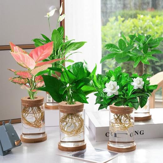 水培养植物卧室客厅懒人四季好养盆栽文竹绿萝四季红玻璃瓶水培养 商品图5