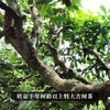 【万山之王】2023年班章产区特大树不输老班章茶王树的存在树龄千年以上，造班章荣耀，聚一山之荣成一茶之耀 商品缩略图4