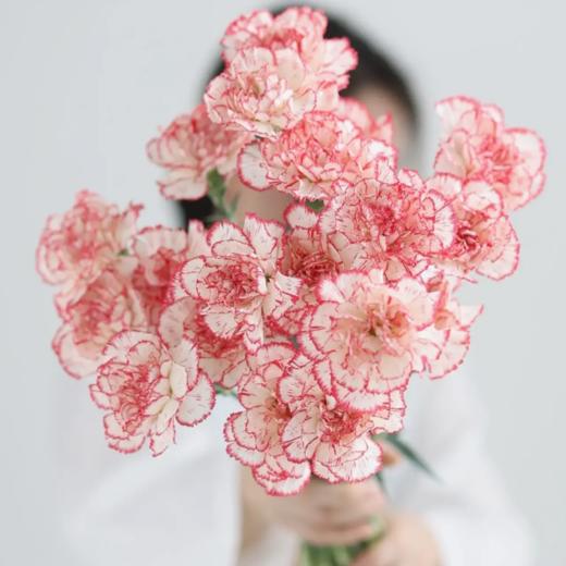 单头康乃馨丨伊人丨20支/扎 商品图2