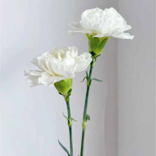 单头康乃馨丨雪影丨20支/扎 商品图3