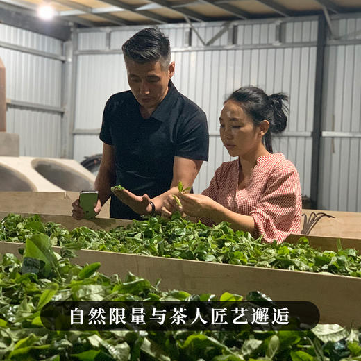 【万山之王】2023年班章产区特大树不输老班章茶王树的存在树龄千年以上，造班章荣耀，聚一山之荣成一茶之耀 商品图3