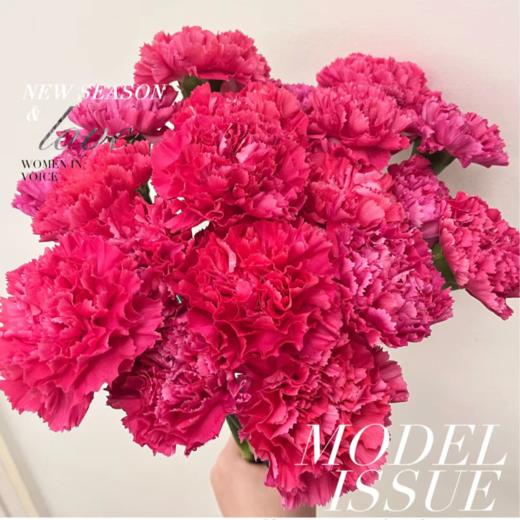 单头康乃馨丨桃红丨20支/扎 商品图0