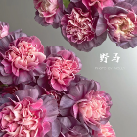 单头康乃馨丨野马丨20支/扎