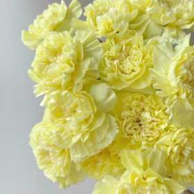 单头康乃馨丨黄柠檬丨20支/扎