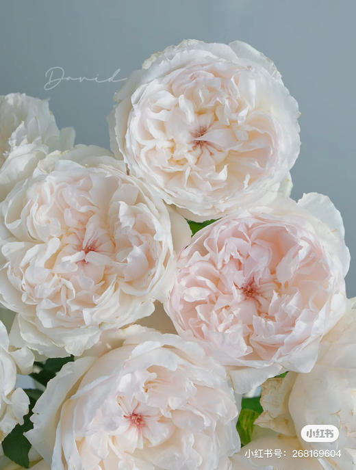 国产玫瑰-【可爱瓷】A 商品图3